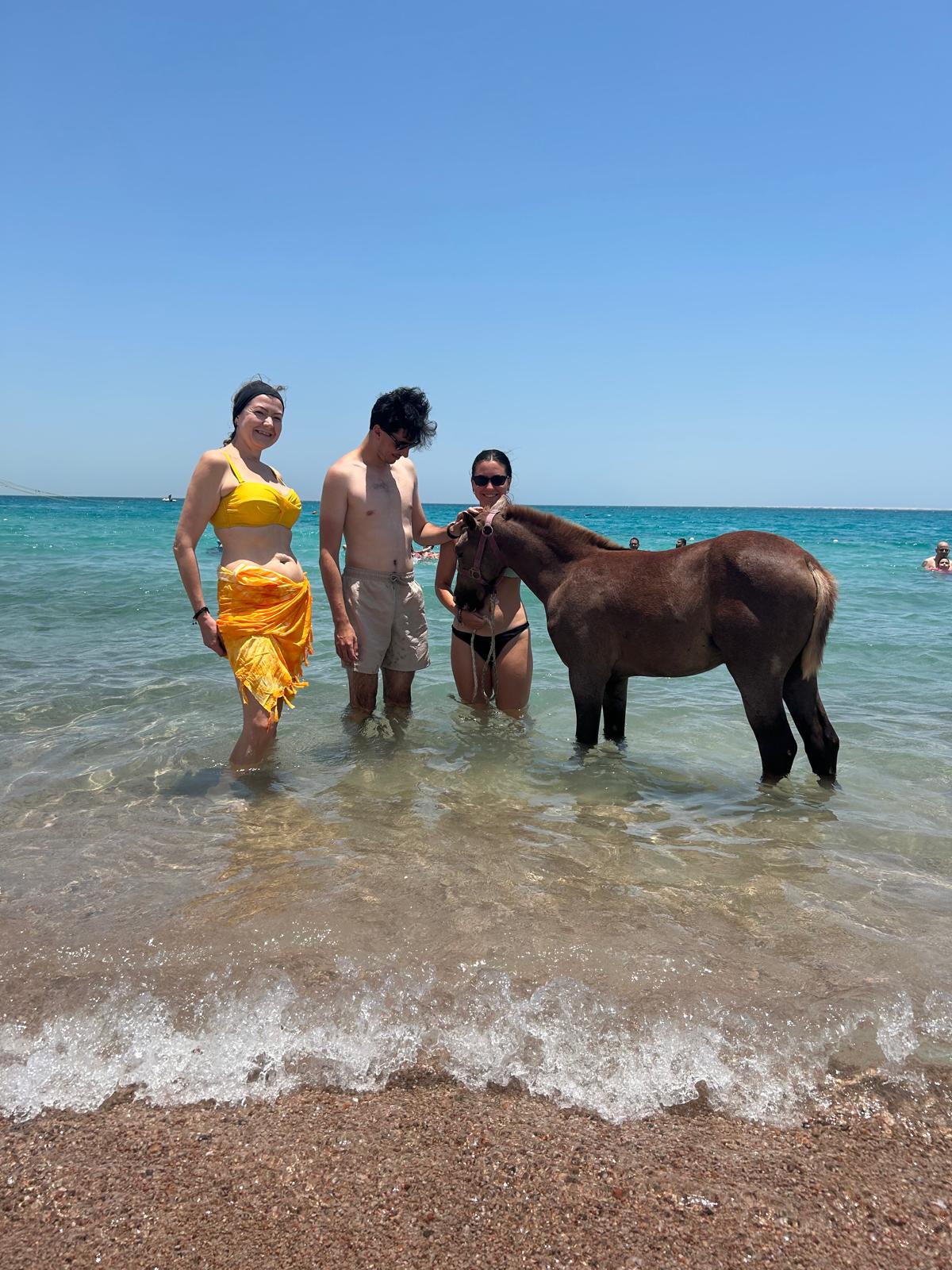 Enjoy a two-hour swimming trip with horses